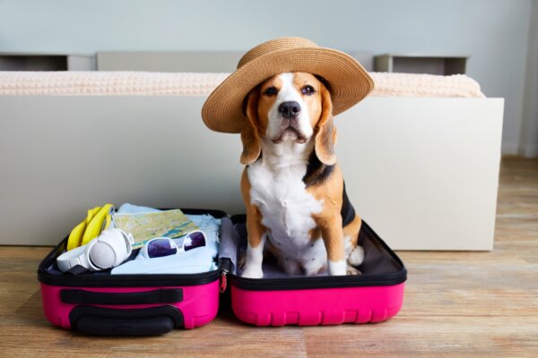 A Beagle sitting in a suitcase