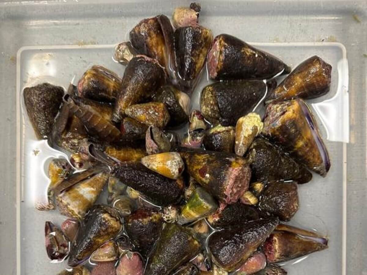 snails