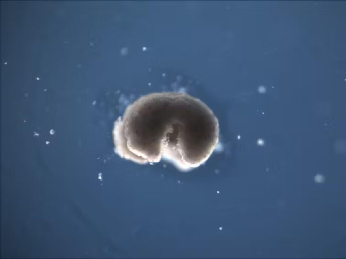 Biobots
