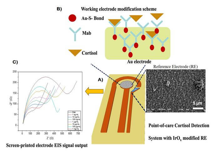 A) The research team use iridium oxide to coat the reference electrode and make the cortisol detector more stable and sensitive. B) Illustration of the cortisol antibodies used on an Au electrode to create the electrochemical cortisol immunosensor. C) Cortisol detection: Larger arcs show greater concentrations of cortisol. 