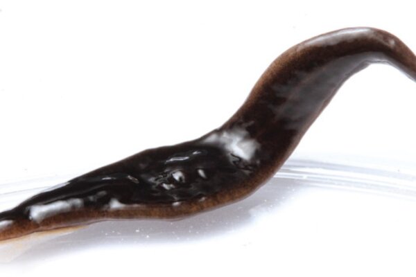 Amaga pseudobama flatworm