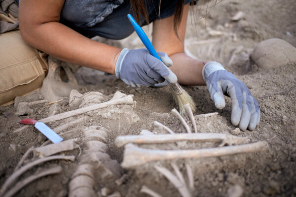 Young woman archaeologist working on human remains excavation
