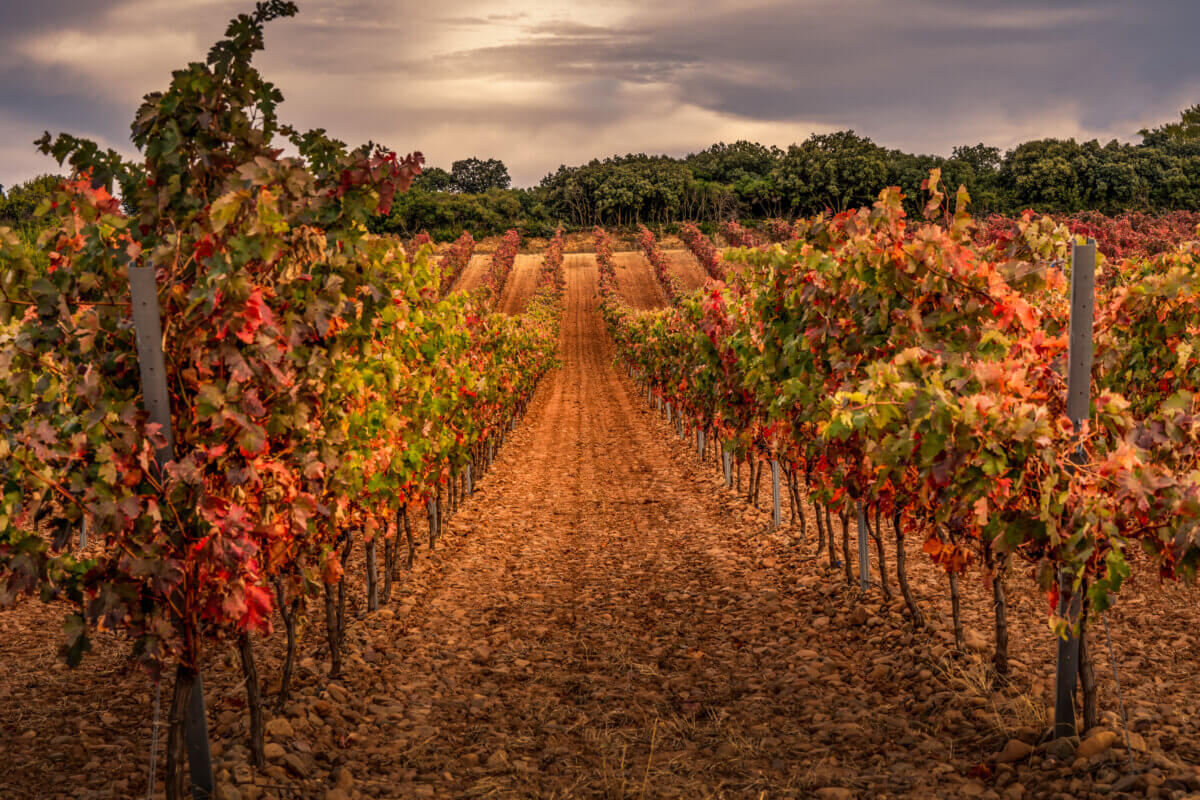 A vineyard in autumn in La Rioja, Spain 