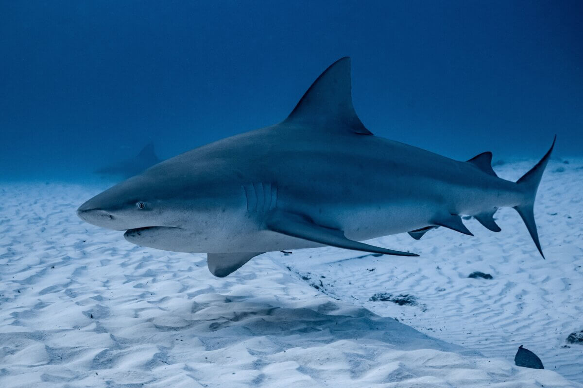 Bull shark 