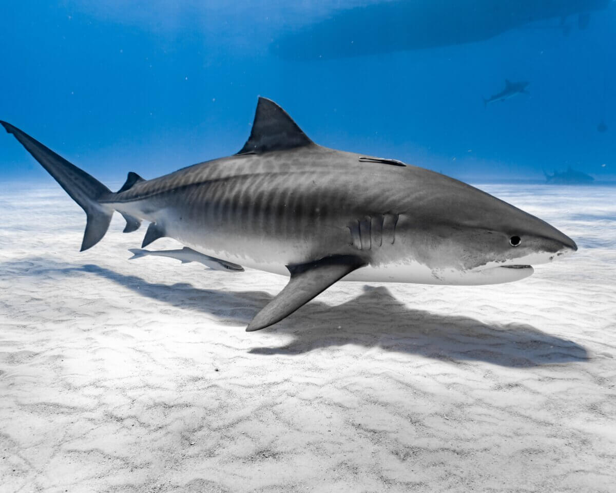 Tiger shark 