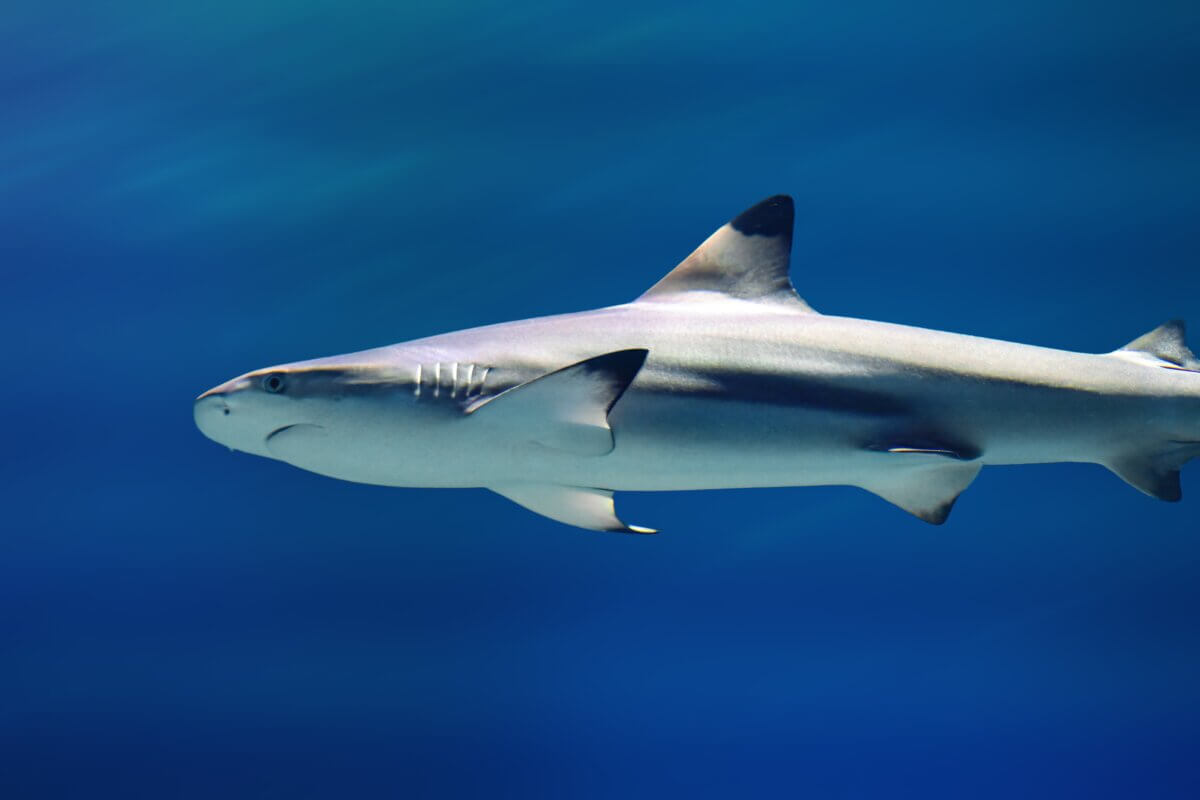 Blacktip shark
