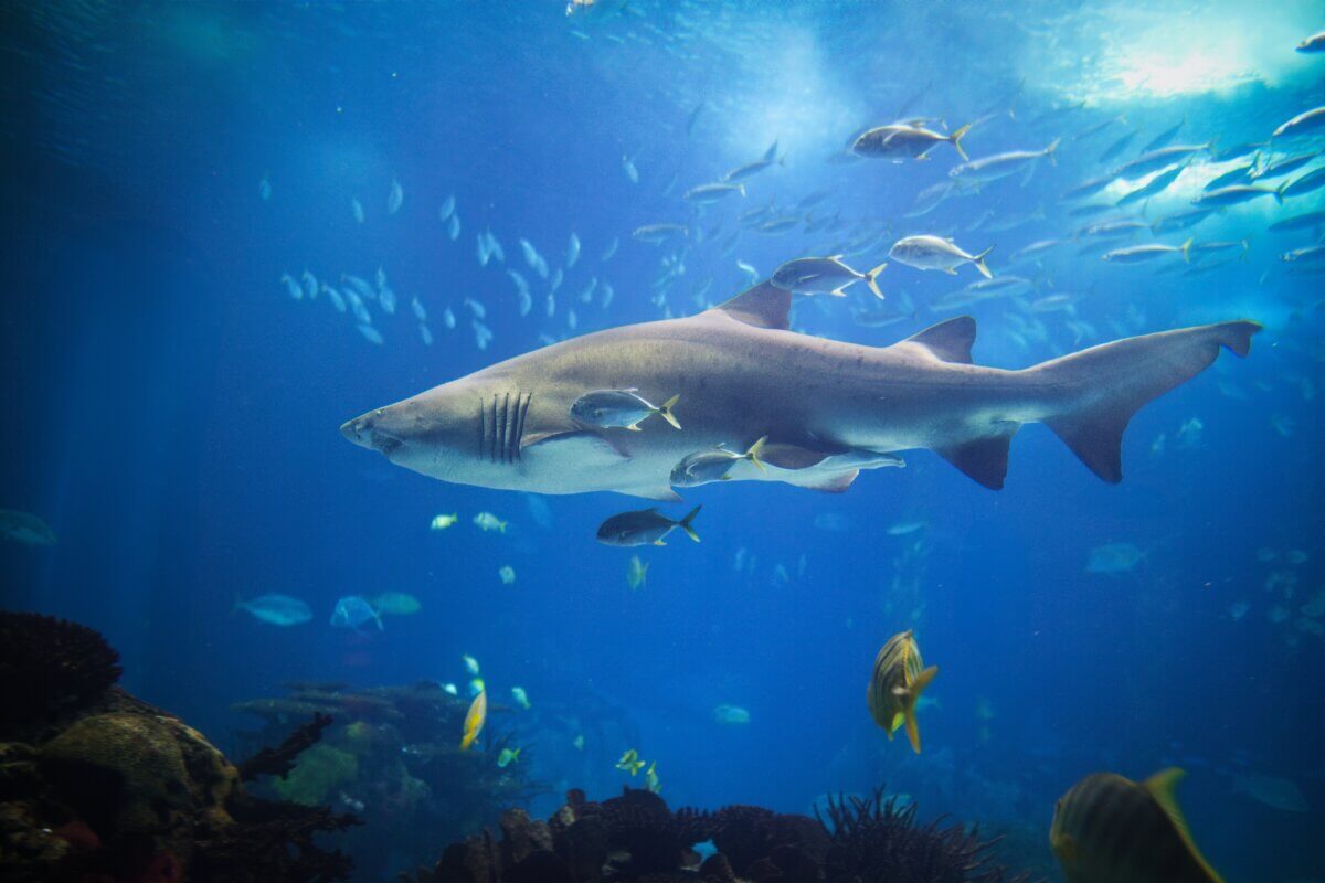 A sand tiger shark swimming with small fish