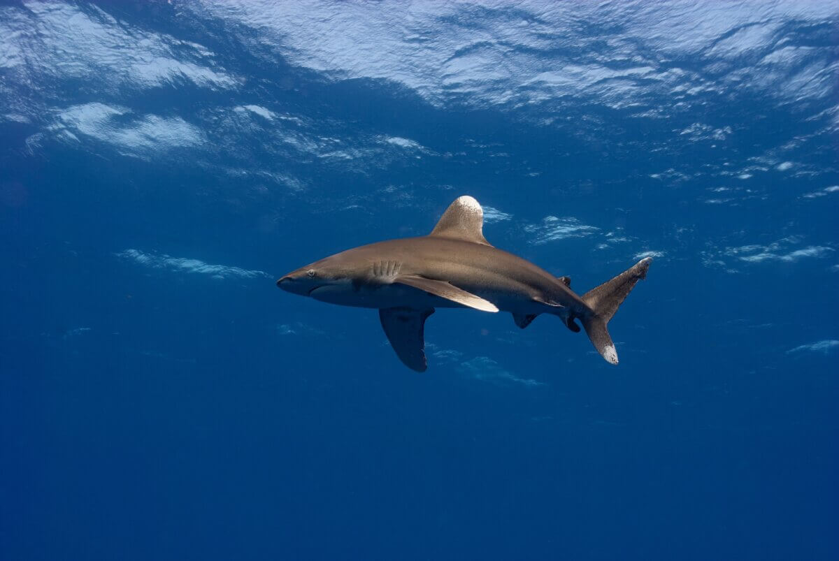 Oceanic whitetip shark