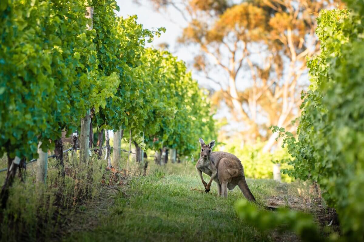 A kangaroo in a vineyard in Adelaide, Australia 