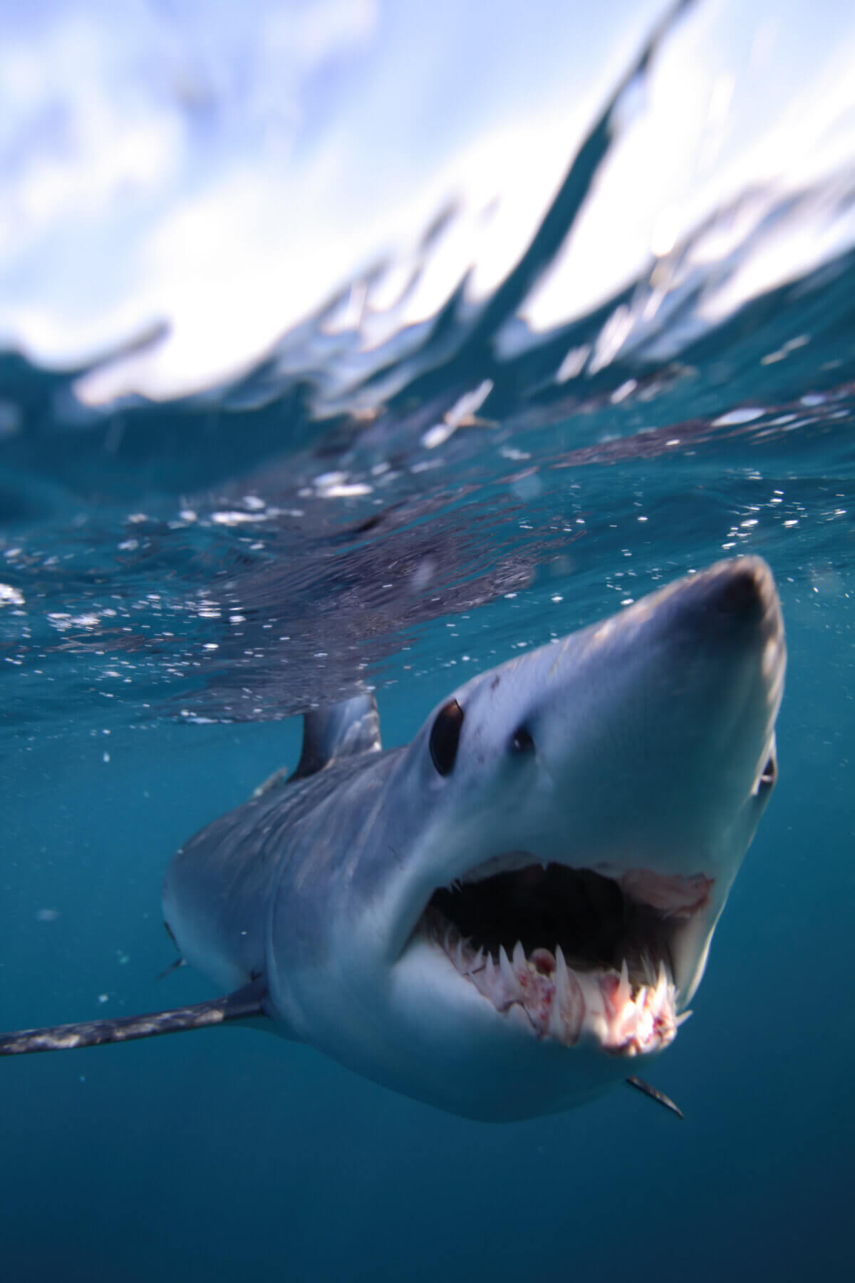 Shortfin mako shark 