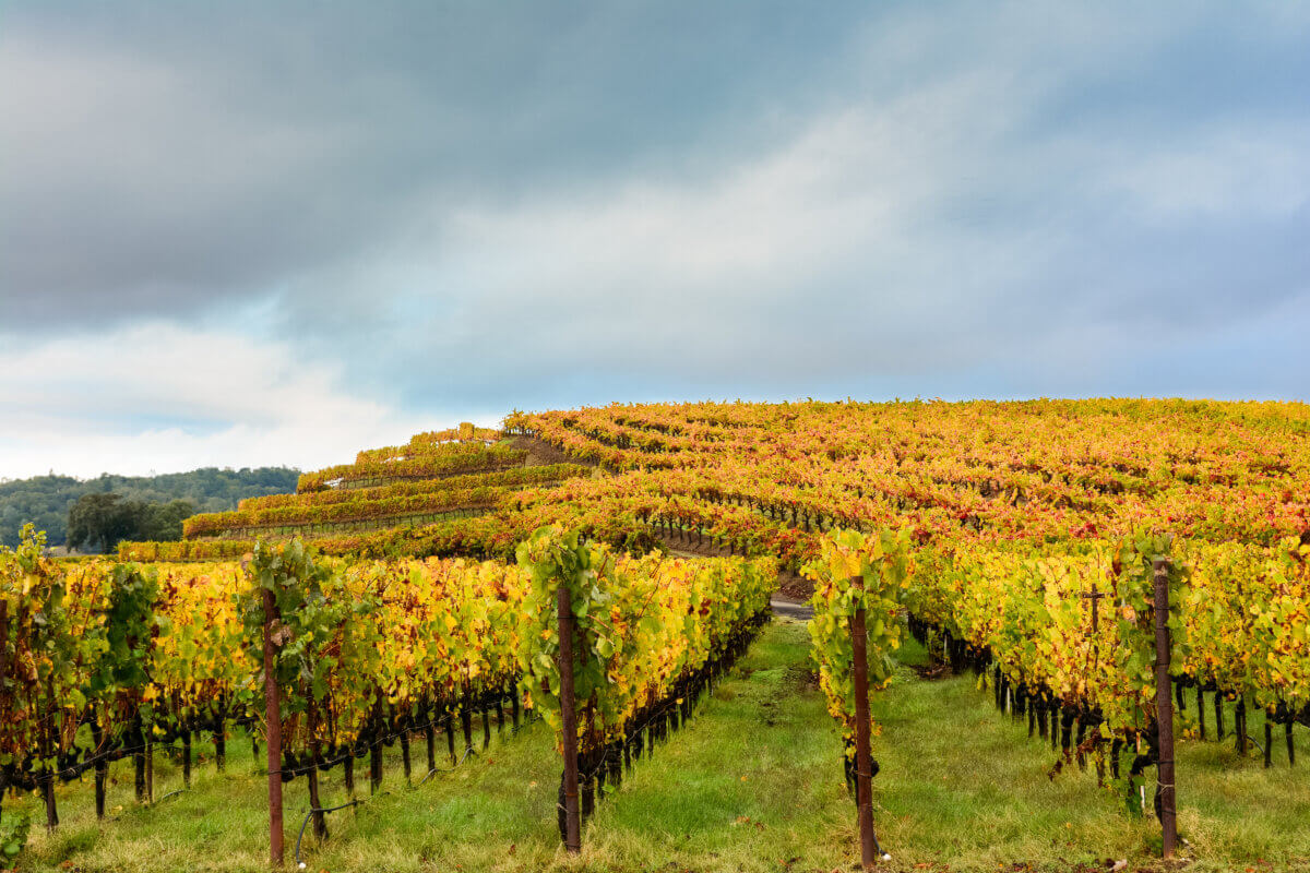 A vineyard during fall in Sonoma County, California 
