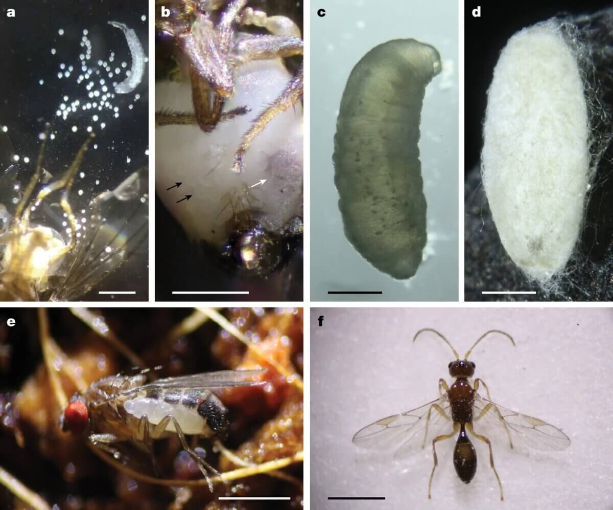  The development of wasp larvae inside host flies