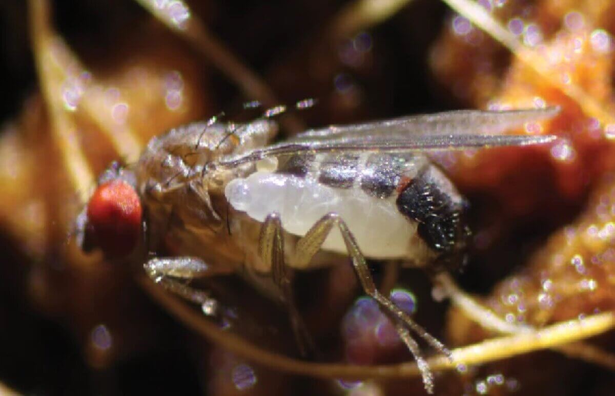 wasp fly