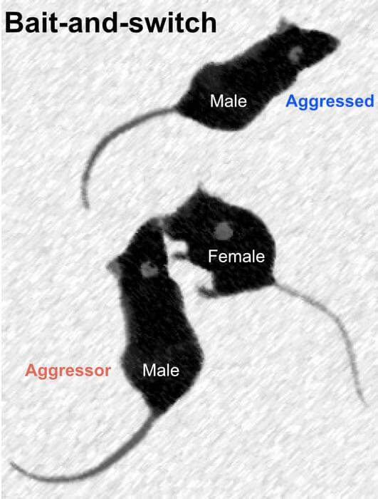 Male mice, subjected to agonistic interactions, escape and avoid conflict by exploiting nearby females to divert the attention of the pursuing aggressor. After an agonistic encounter, aggressed males rapidly approach a female, transiently interact with her, and then dart away as the aggressive male engages with the female, who becomes a potent distractor and a priority over the aggressed male. 