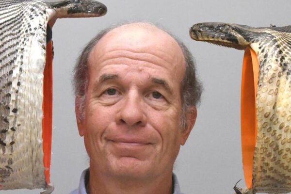 Bruce Jayne poses with two mounted Burmese python specimens captured in Florida to show the impressive gape of their mouths. The specimen on the left has a 26-centimeter gape compared to the 22-centimeter gape of the snake on the right. But that gives the larger snake's mouth a 40% bigger area to swallow prey.