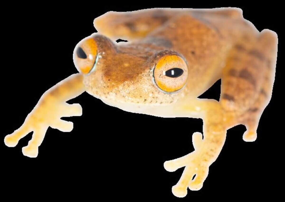 Captain Pike frog