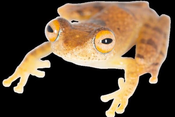 The tree frog genus Boophis, found across the rainforests of Madagascar, emit special bird-like whistling sounds in their communication with other frogs.