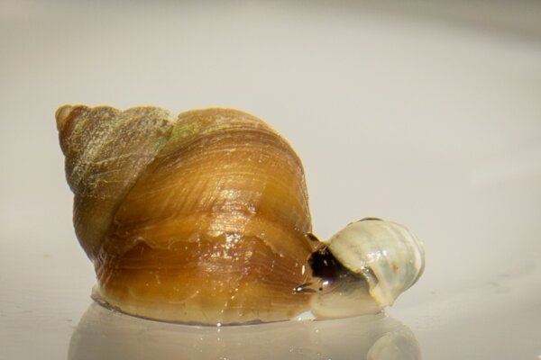 Two ecotypes of Littorina saxatilis marine snails, adapted to different environments. The Crab ecotype (left) is larger and wary of predators. The Wave ecotype (right) is smaller and has bold behavior. © David Carmelet