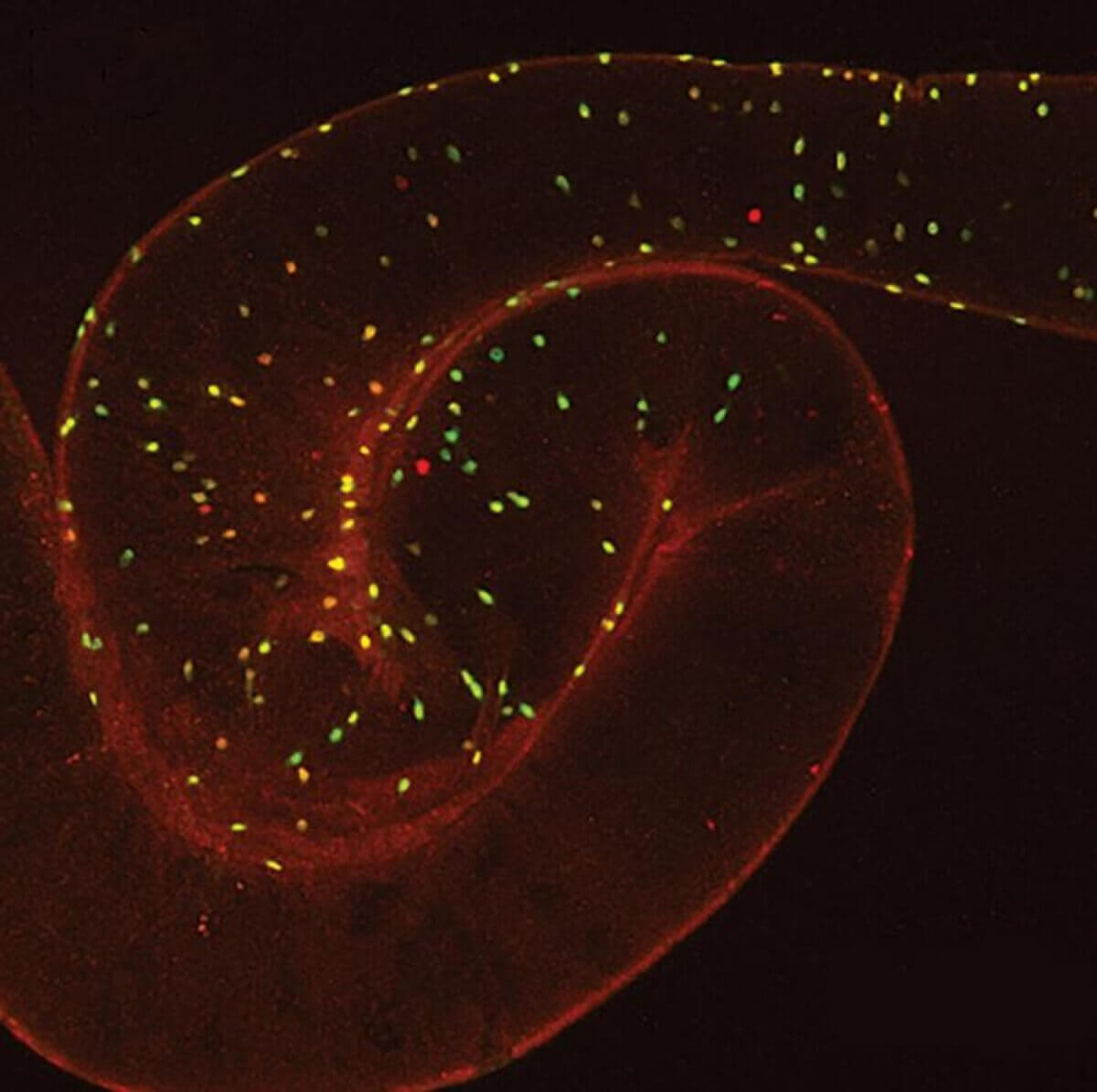 Pictures taken with a confocal microscope of the gut of drosophila (fruit fly) show enteroendocrine cells that express the NPF neuropeptide. 
