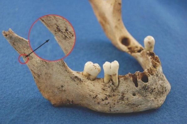 View of mandible NgLj-2:226 illustrating anthropogenic modification consistent with cannibalism: one of two small notches cut on posterior margin of left ascending ramus.