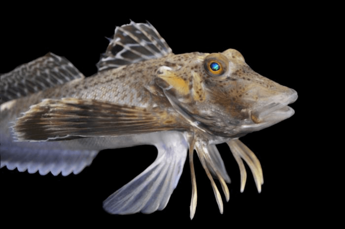 Prionotus carolinus