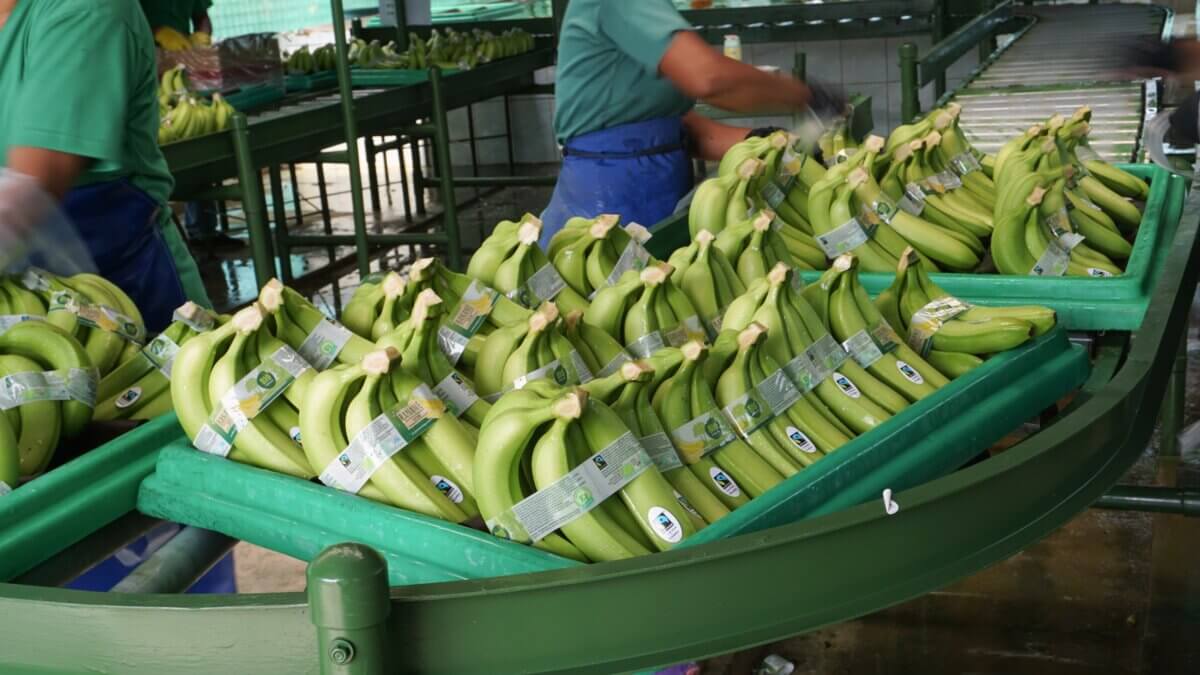 MACHALA, ECUADOR - 01 JUNE 2023: healthy fair trade bananas.
