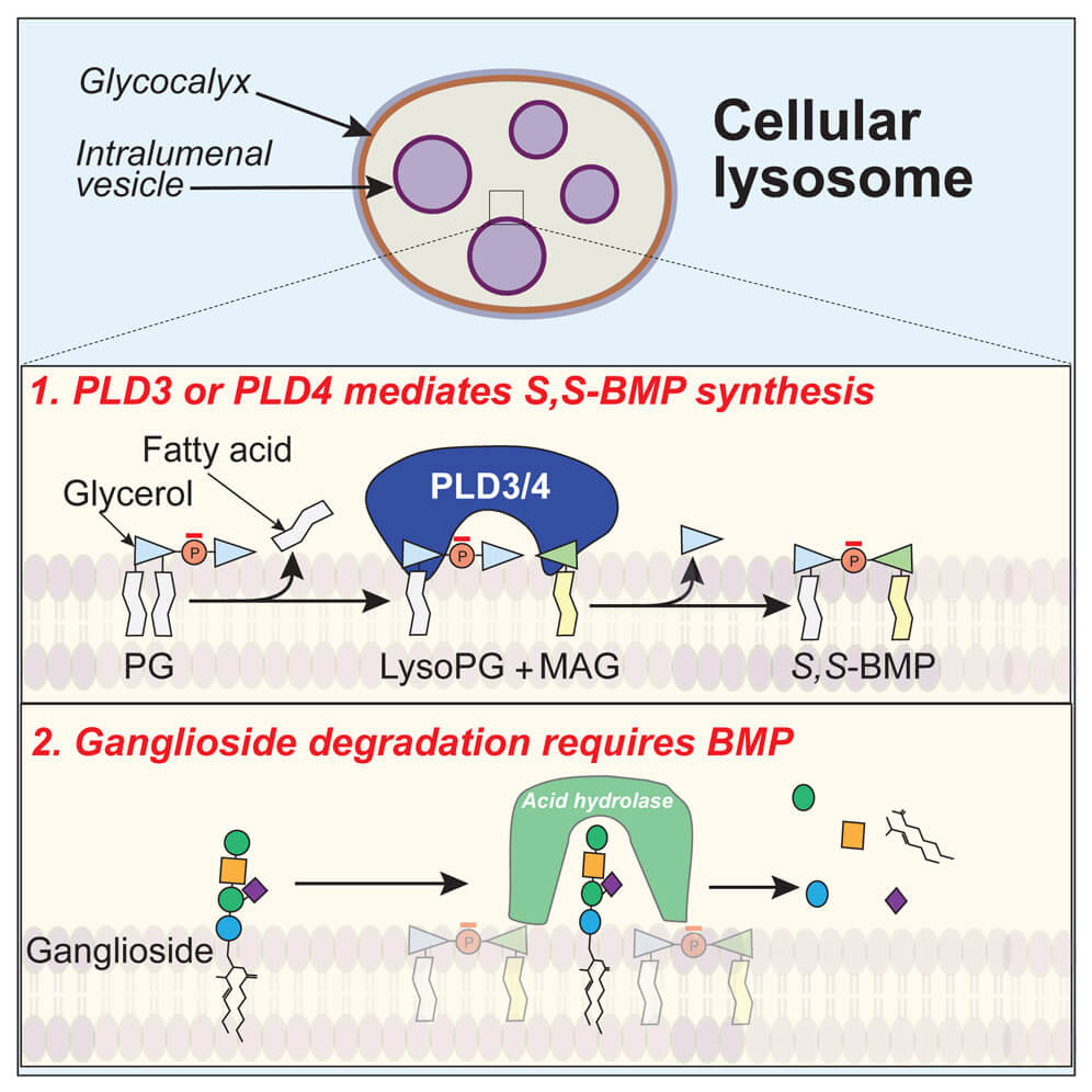 Molecular reactions which make BMP "right-handed" and its involvement in fat disposal.