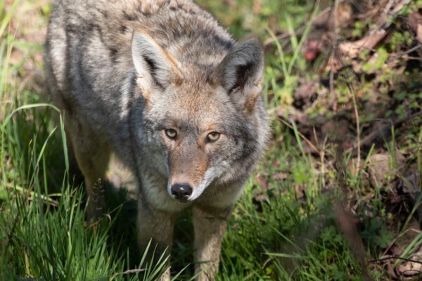 Coyote In Grassy Area