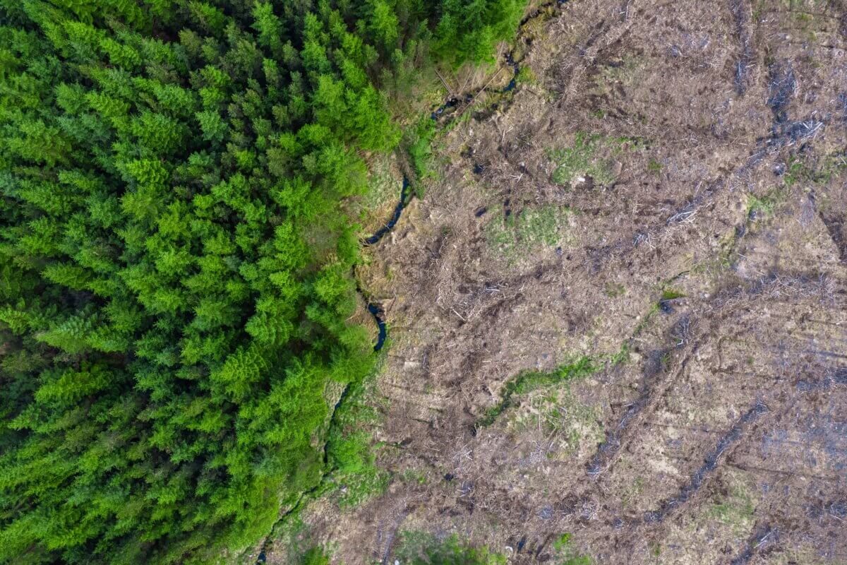 Green forest and area with freshly cut trees.