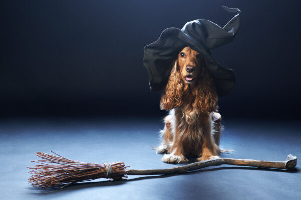 red dog sitting in a witch's hat