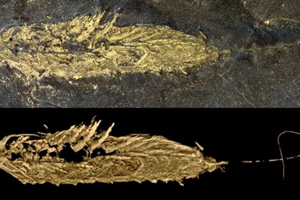 In these images, the morphology of Lomankus edgecombei was reconstructed using computed tomography. The fossils are infused with pyrite (fool’s gold), causing the gold color.