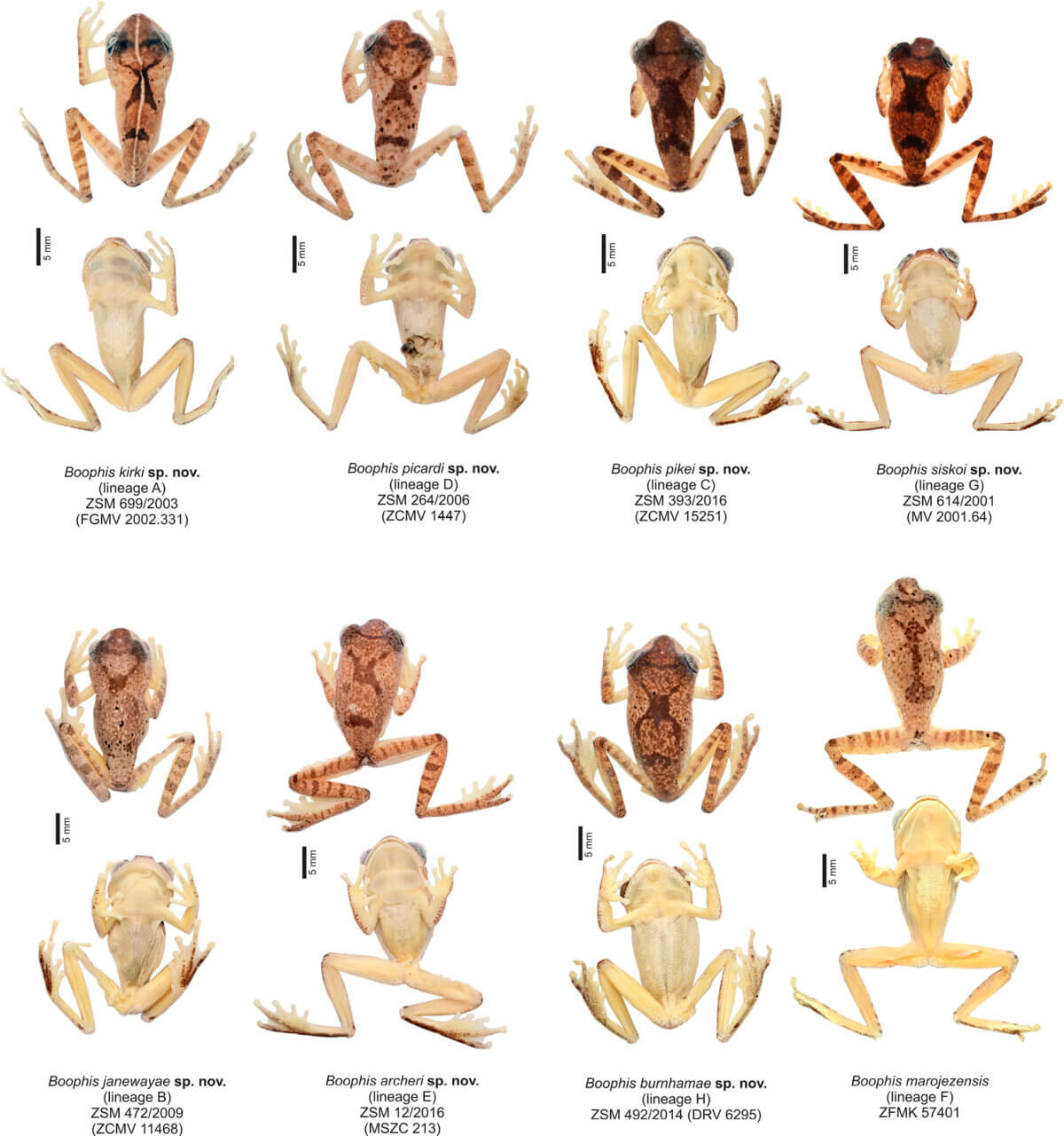 Preserved holotypes in dorsal and ventral views of the eight nominal species in the Boophis marojezensis complex described in this study.