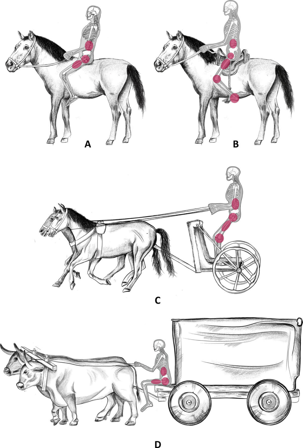 horse riding