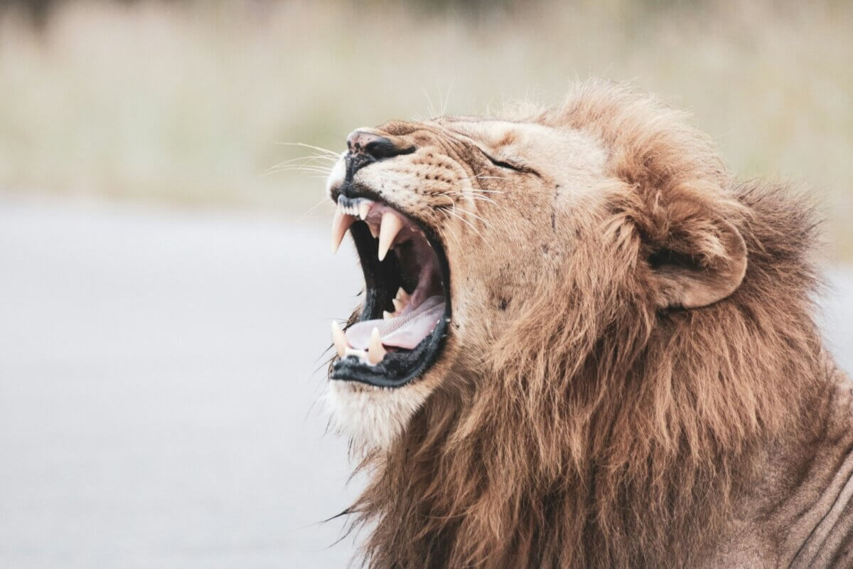 lion roar