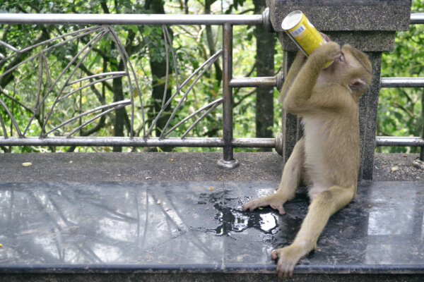 Monkey Drinking From Can