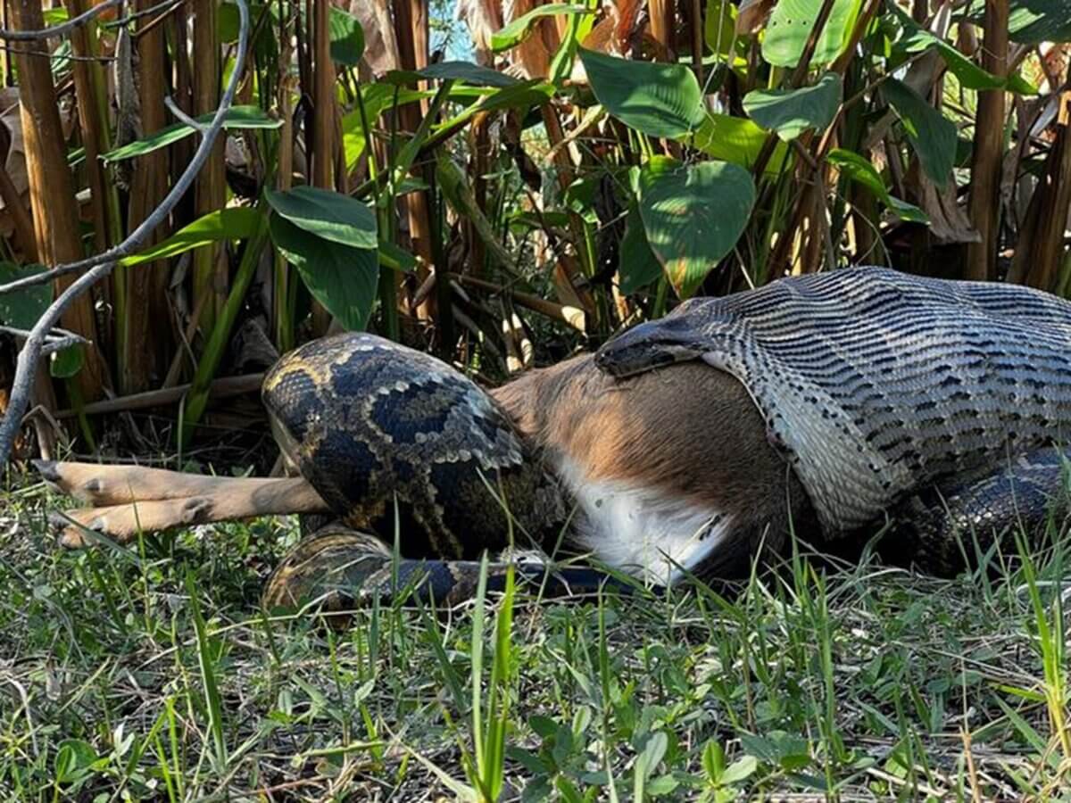 Researchers with the Conservancy of Southwest Florida observed this 15-foot-long Burmese python swallowing a 77-pound deer in the Everglades National Park.