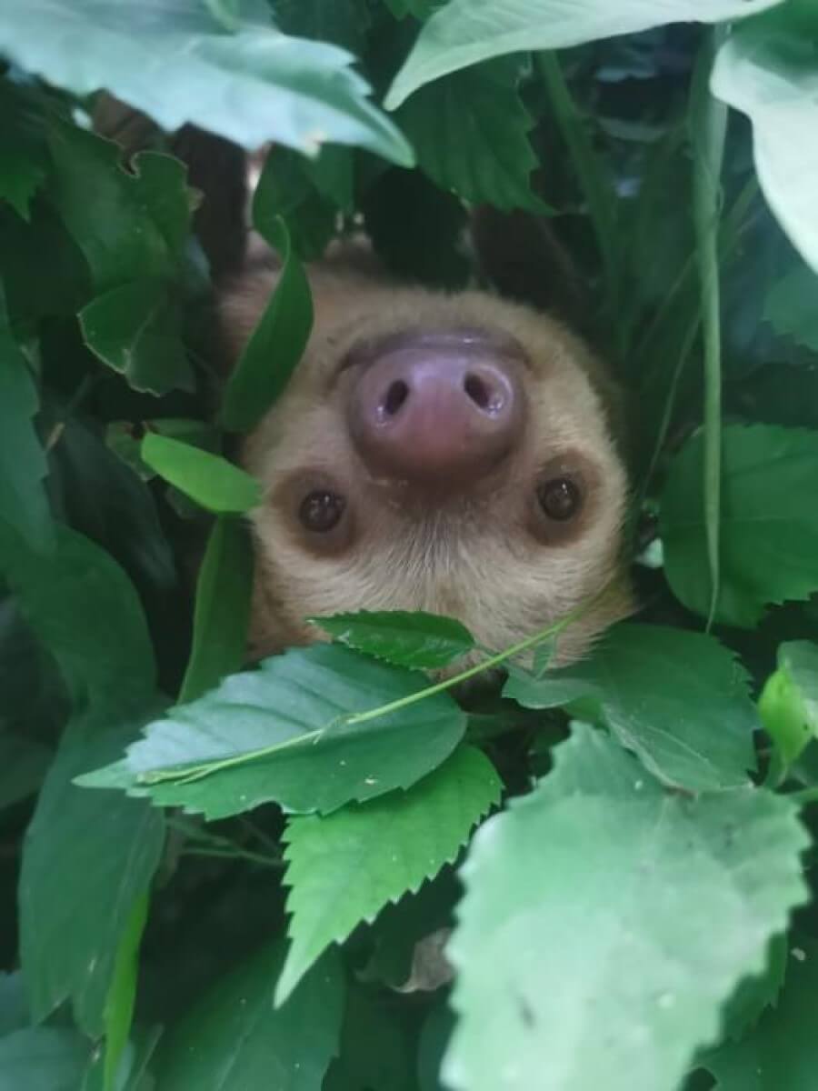 sloth