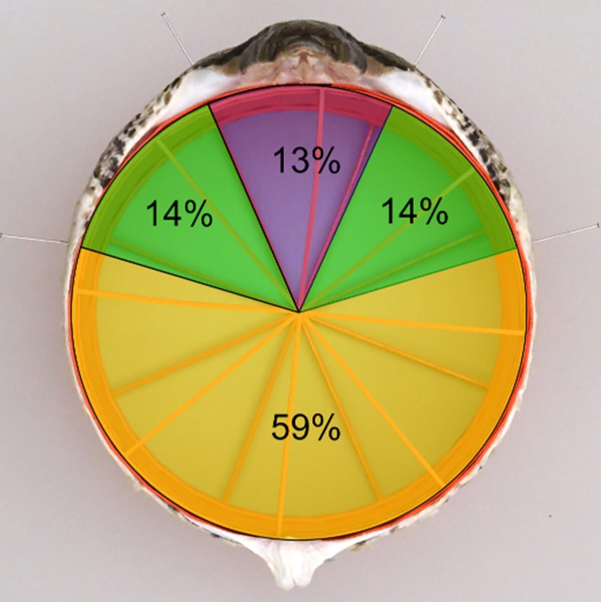 Anterior view of Burmese Python (Python bivittatus) A pre-served at maximal gape. The areas shaded yellow, green and purple represent the contributions to maximal gape area (Garea) of the intermandibular (IM) soft tissues, the lower jaw from its joint with the quadrate to the distal tip of the dentary, and the structures between the distal ends of the of the left and right quadrate bones, respectively. 