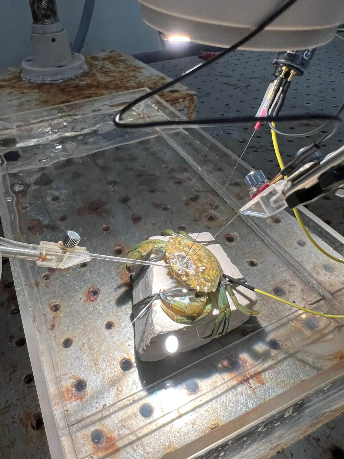 Electrodes measuring brain activity were attached to a shore crab, which was then subjected to mechanical and chemical stimuli.