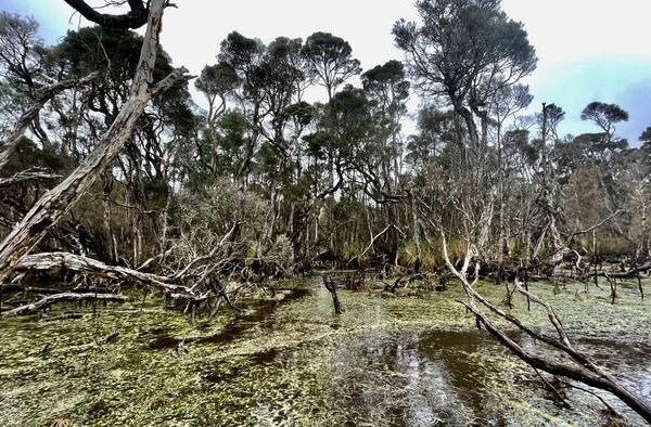 Emerald Swamp