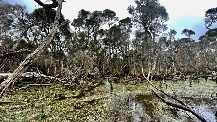 Emerald Swamp