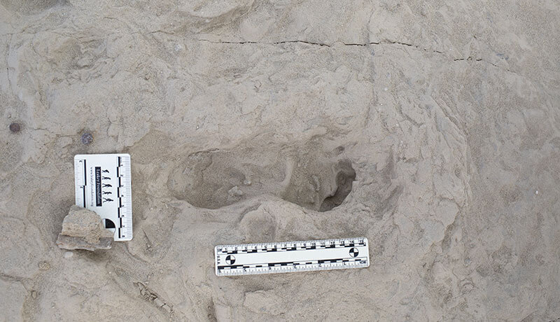 A footprint hypothesized to have been created by a Homo erectus individual.