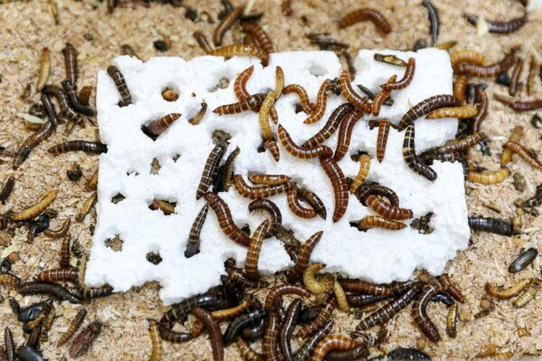 Lesser mealworm larvae chew through polystyrene