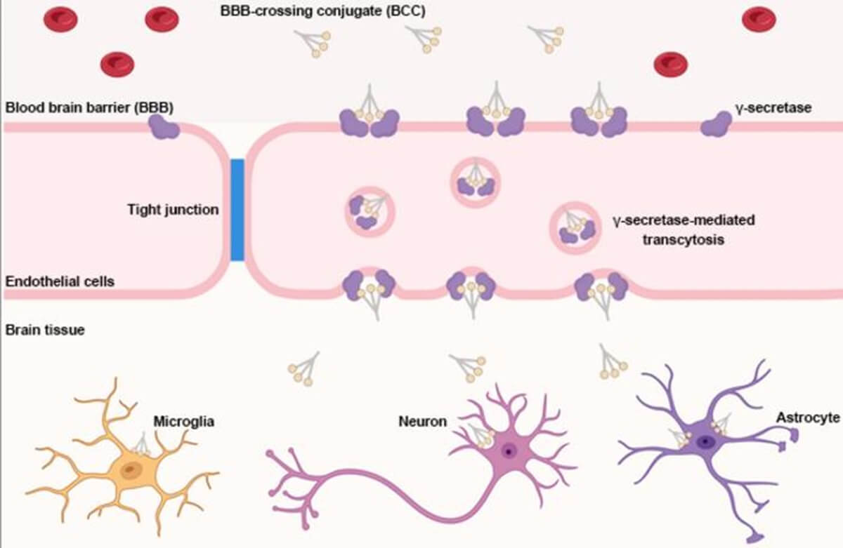 Brain barrier-crossing conjugates enable the systemic delivery of large therapeutic molecules to the brain