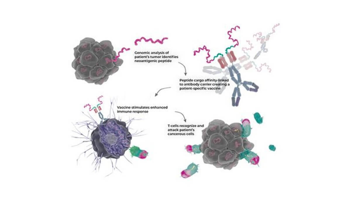 Illustration of a new form of precision medicine, an antibody, with the potential to treat several types of cancer. Researchers have managed to combine three different functions in the antibody, which together strongly amplify the effect of T cells on the cancer tumor.