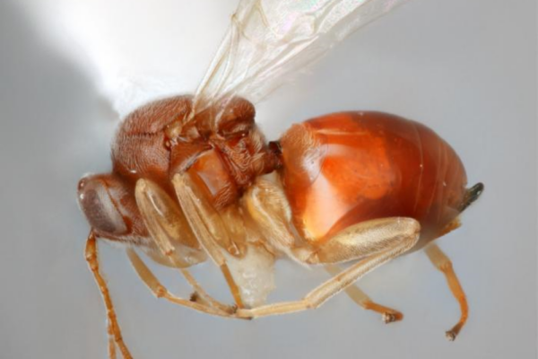 Ceroptres promethea is one of the newly identified and named gall wasps.