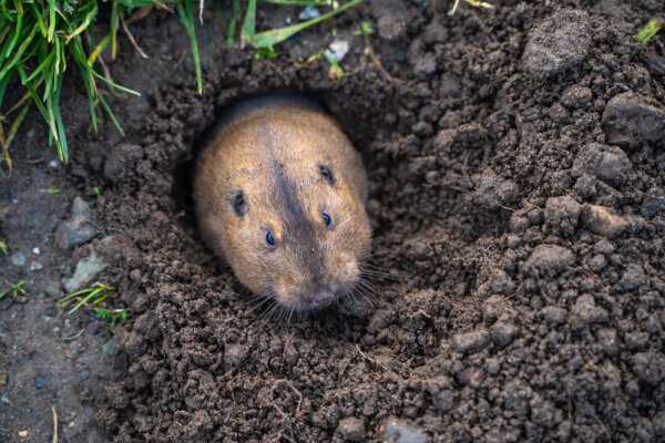 Gopher emerging from the burrow.