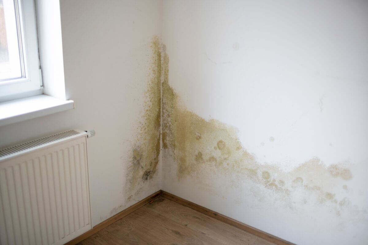 Mold seen on walls of a home
