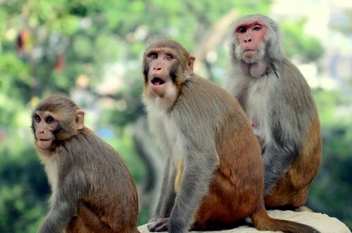 Rhesus macaques