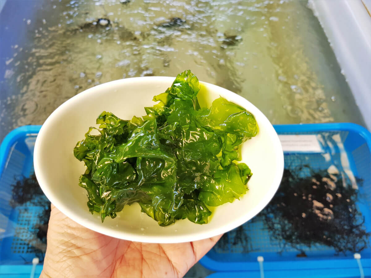 Fresh Sea Lettuce